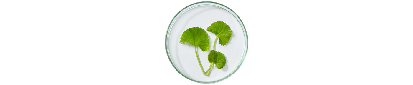 Centella kivonat