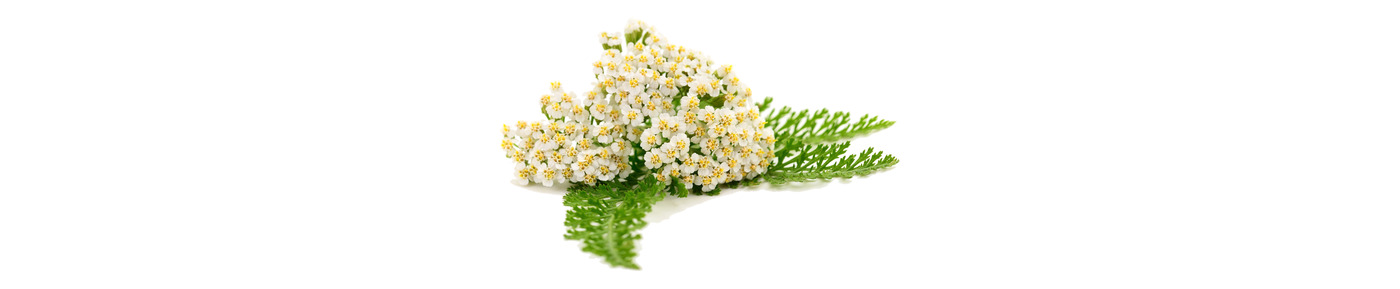 Cickafark (Achillea Millefolium kivonat)