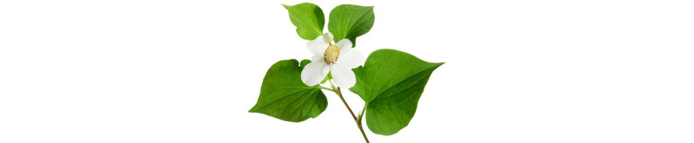 Hottuynia cordata